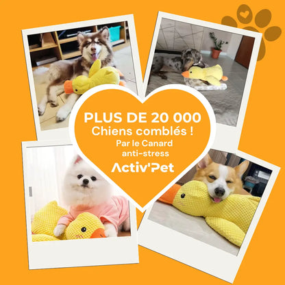 Canard anti-stress